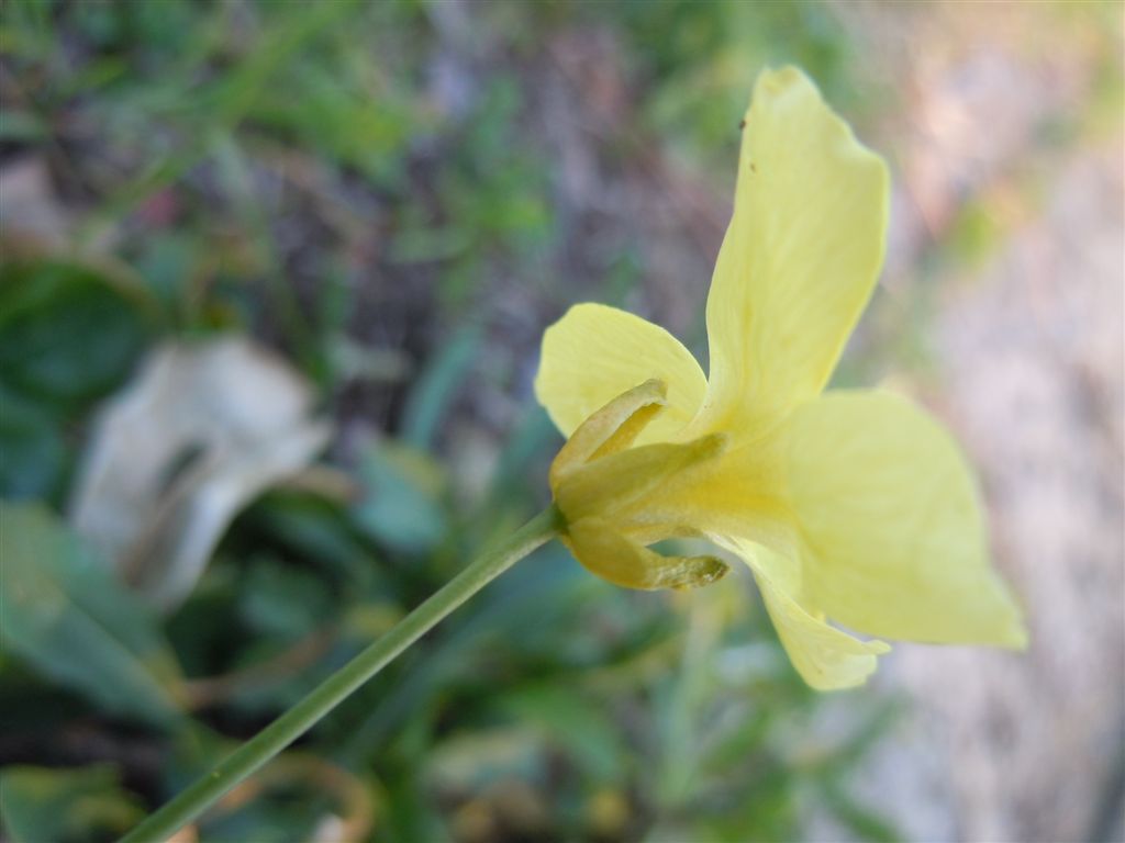 Brassicacea - Diplotaxis tenuifolia